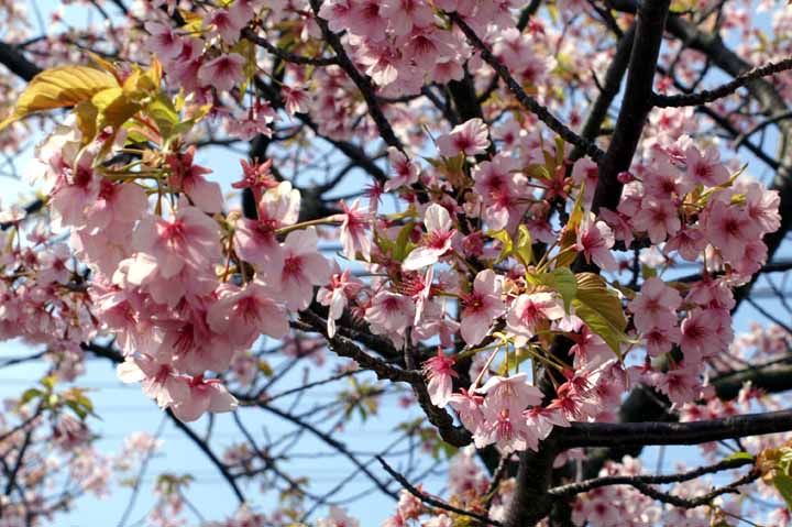 This picture is for quick loading of picture.