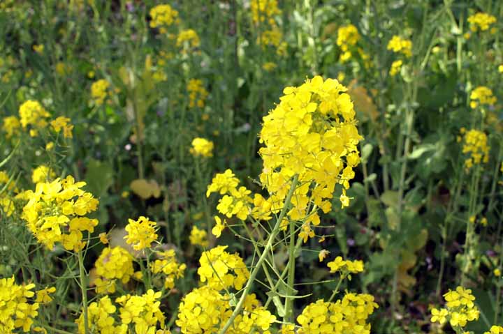 This picture is for quick loading of picture.