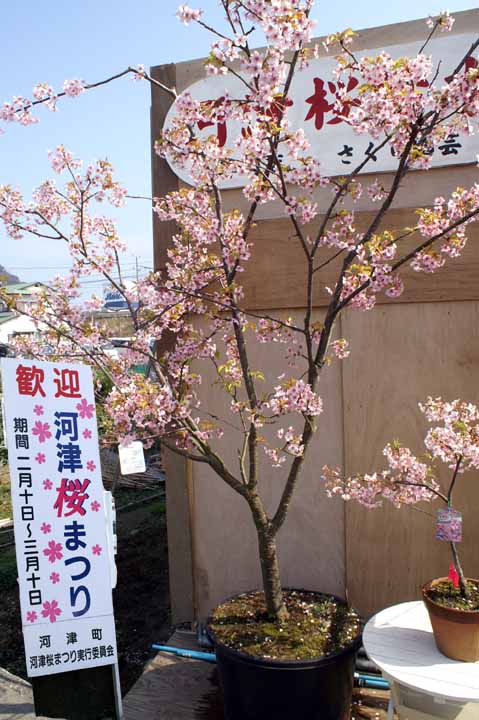 This picture is for quick loading of picture.