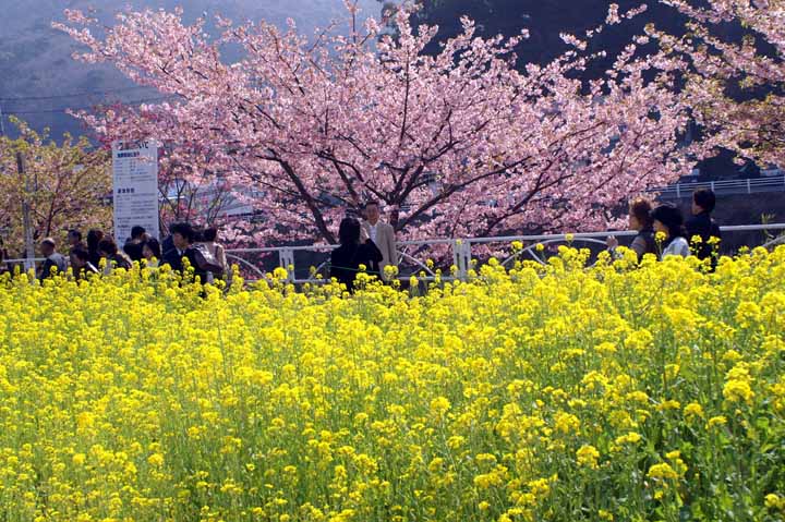 This picture is for quick loading of picture.