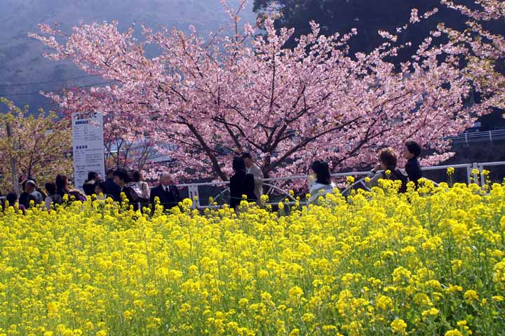 This picture is for quick loading of picture.