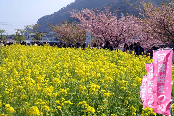 This picture is for quick loading of picture.