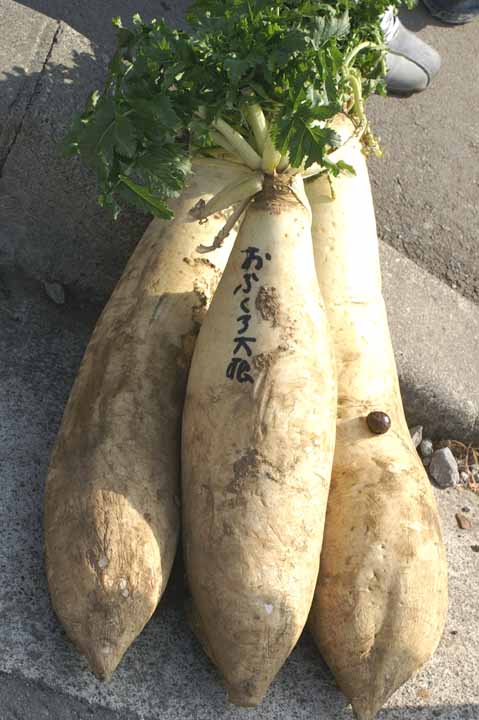 This picture is for quick loading of picture.