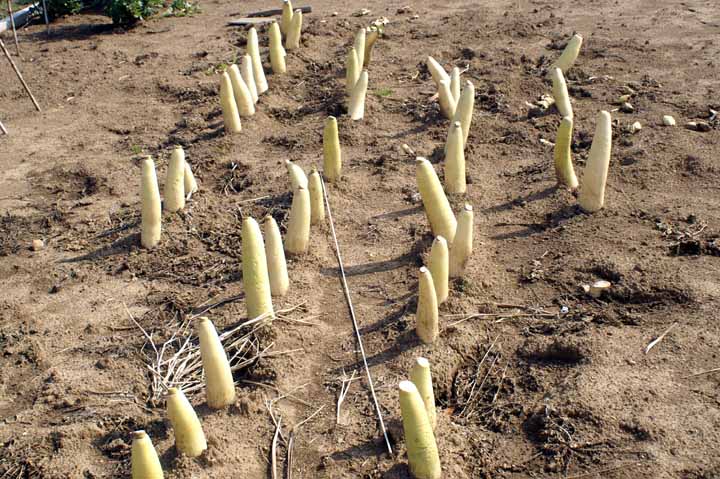 This picture is for quick loading of picture.