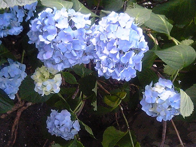 V6010001.JPG
 ORG[640 x 480] NOW[ 640 x 480]
(�␳�O�{�����{���␳������100���ŕ\����)