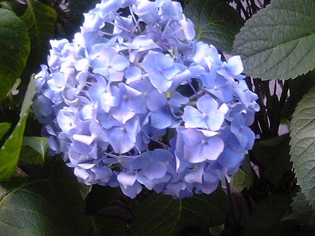 This picture is for quick loading of picture.