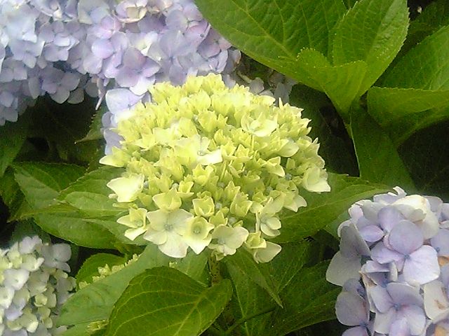 This picture is for quick loading of picture.