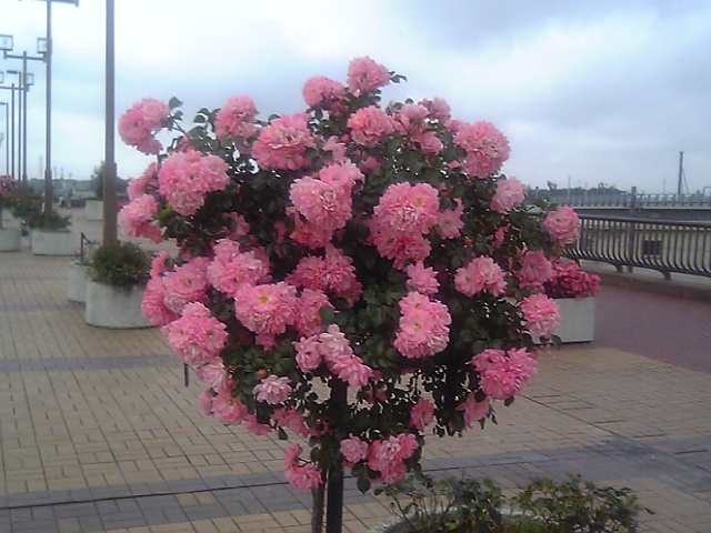 This picture is for quick loading of picture.