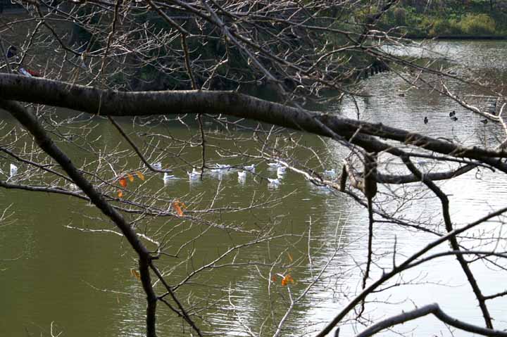 This picture is for quick loading of picture.