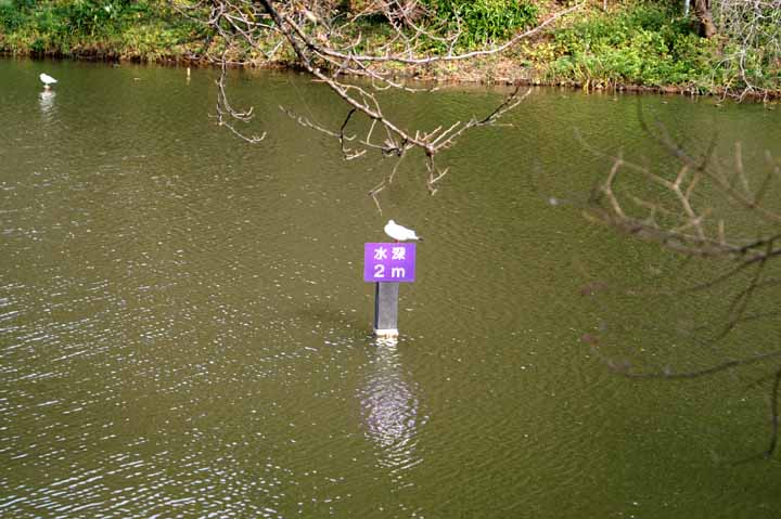 This picture is for quick loading of picture.