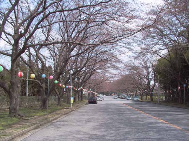 This picture is for quick loading of picture.