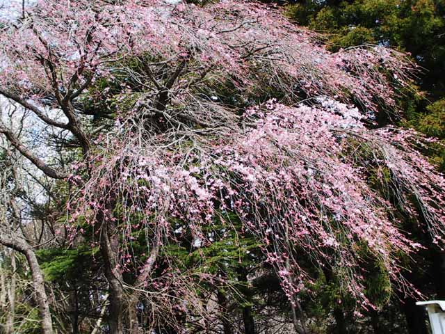 This picture is for quick loading of picture.