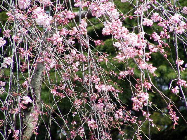 This picture is for quick loading of picture.