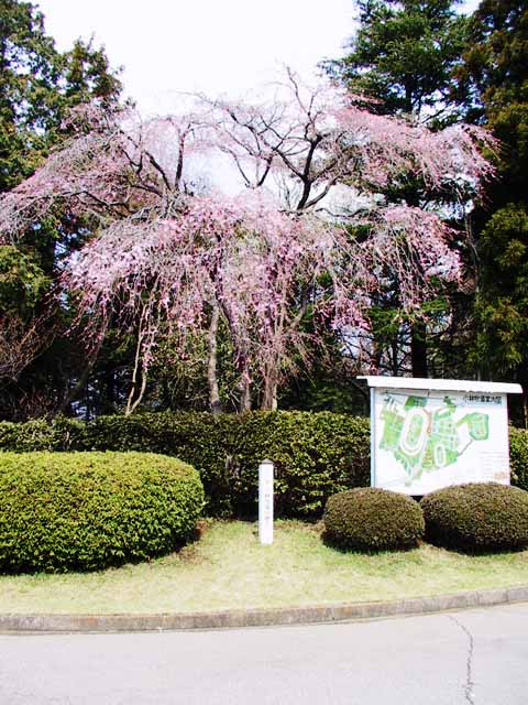 This picture is for quick loading of picture.