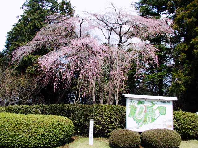 This picture is for quick loading of picture.