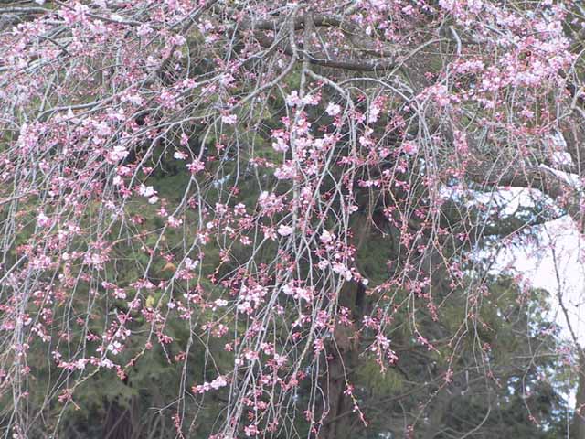 This picture is for quick loading of picture.