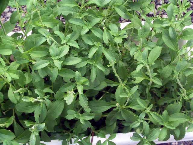 IMG_1698.jpg
 ORG[640 x 480] NOW[ 640 x 480]
(�␳�O�{��83���{���␳������100���ŕ\����)