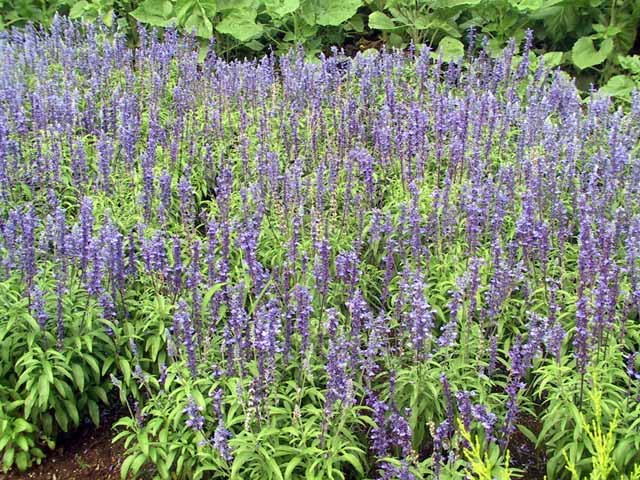 This picture is for quick loading of picture.