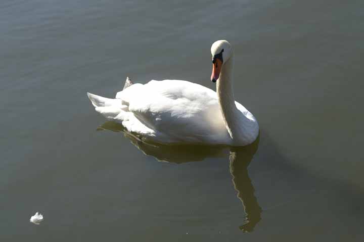 This picture is for quick loading of picture.