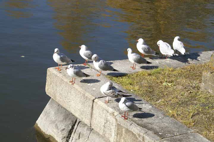 This picture is for quick loading of picture.