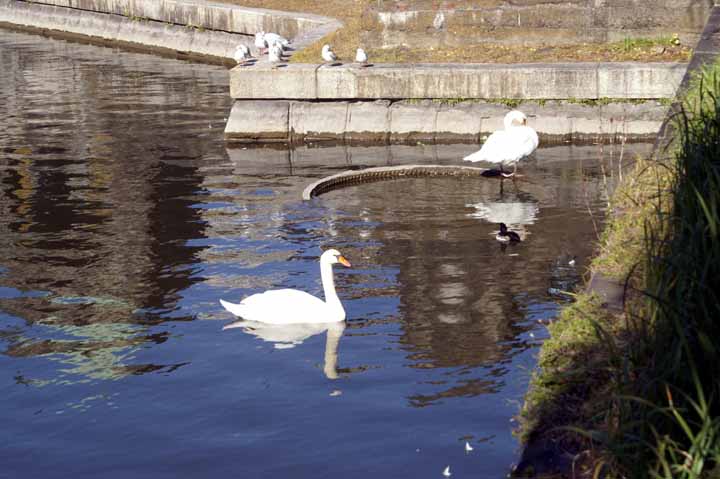 This picture is for quick loading of picture.