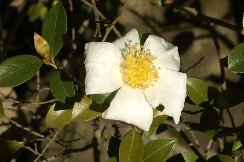 This picture is for quick loading of picture.