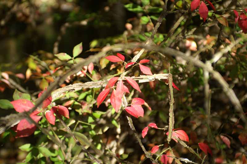 This picture is for quick loading of picture.