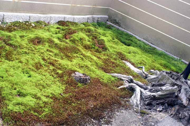 This picture is for quick loading of picture.