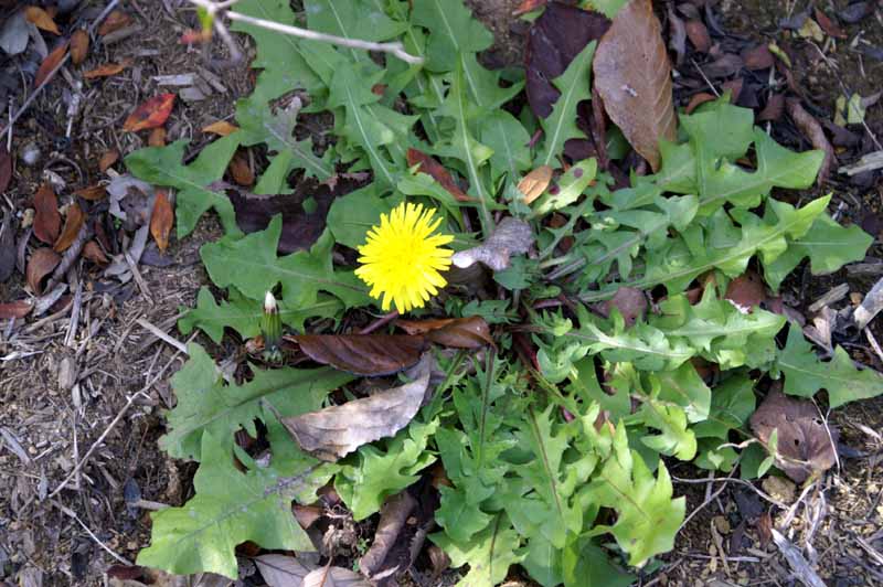 PICT1145.jpg
 ORG[800 x 532] NOW[ 800 x 532]
(�␳�O�{�����{���␳������100���ŕ\����)