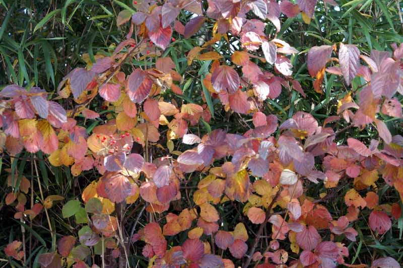 This picture is for quick loading of picture.