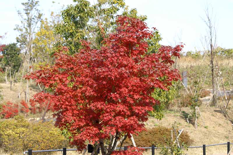 This picture is for quick loading of picture.