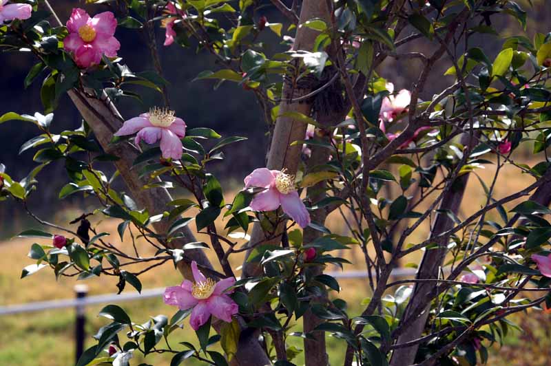 This picture is for quick loading of picture.