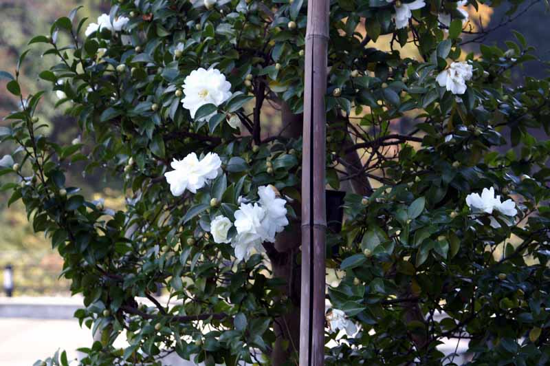 This picture is for quick loading of picture.