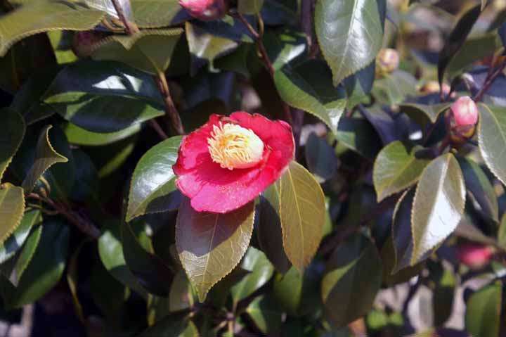 This picture is for quick loading of picture.