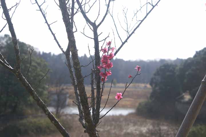 This picture is for quick loading of picture.