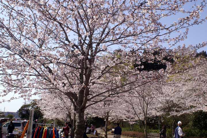 This picture is for quick loading of picture.