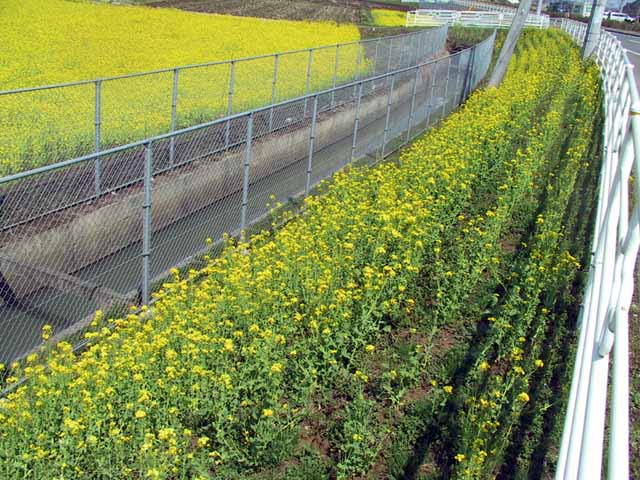 This picture is for quick loading of picture.