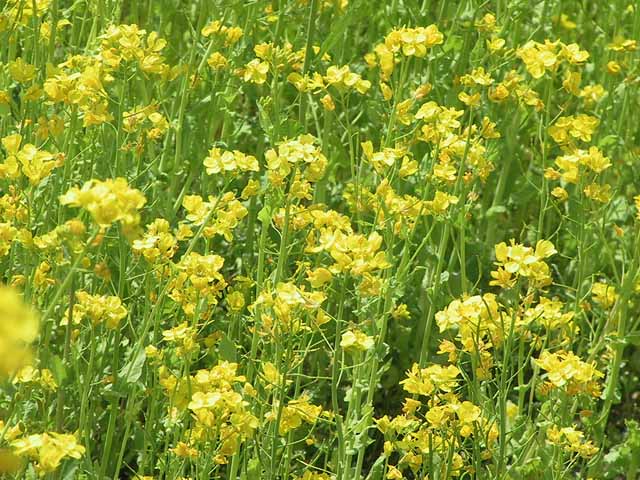 This picture is for quick loading of picture.