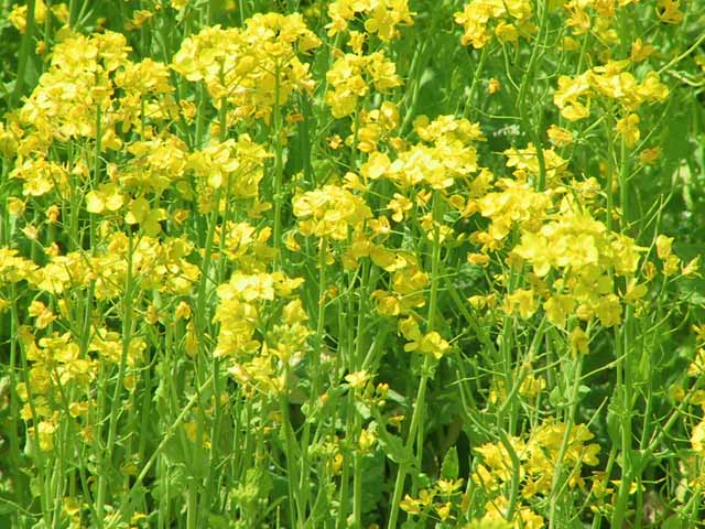 This picture is for quick loading of picture.