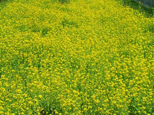 This picture is for quick loading of picture.