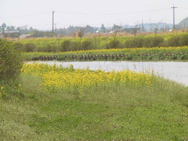 This picture is for quick loading of picture.