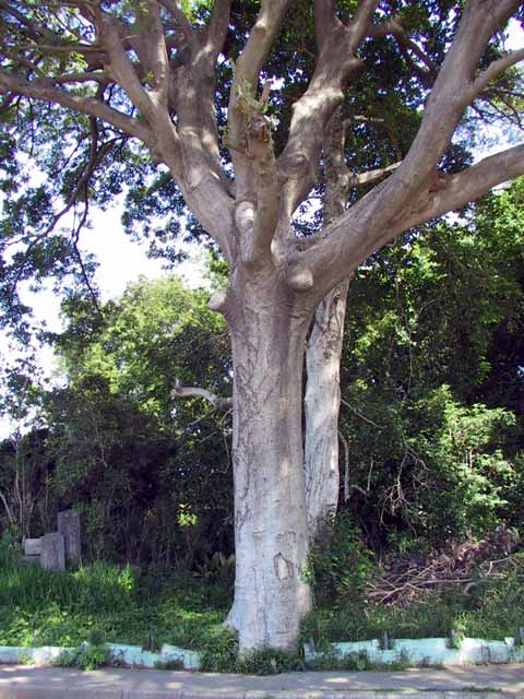 This picture is for quick loading of picture.