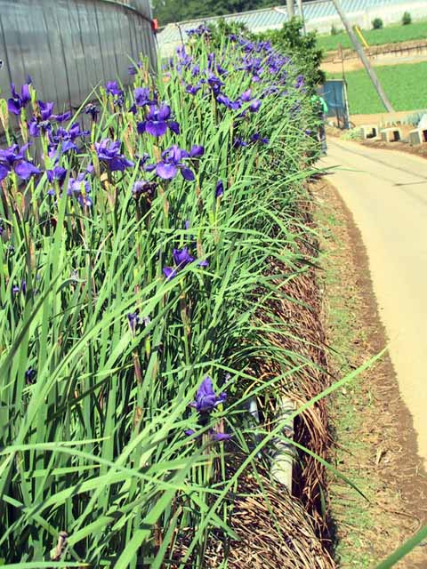 This picture is for quick loading of picture.