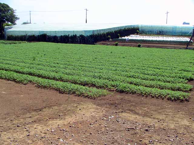 This picture is for quick loading of picture.