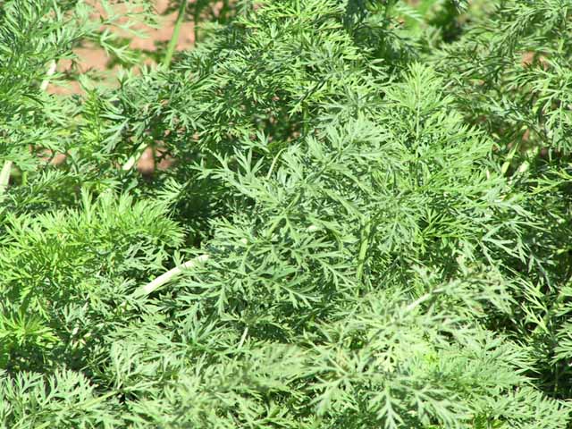 This picture is for quick loading of picture.