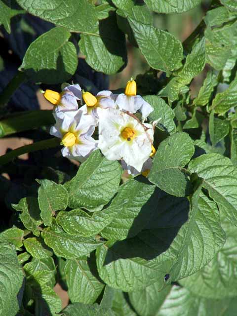 This picture is for quick loading of picture.