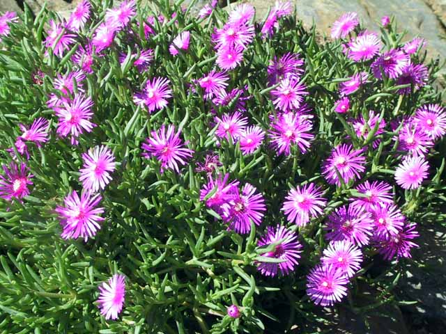 This picture is for quick loading of picture.