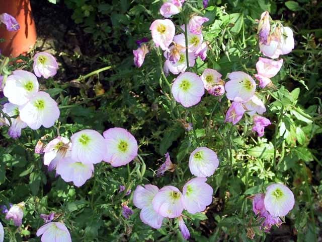 This picture is for quick loading of picture.