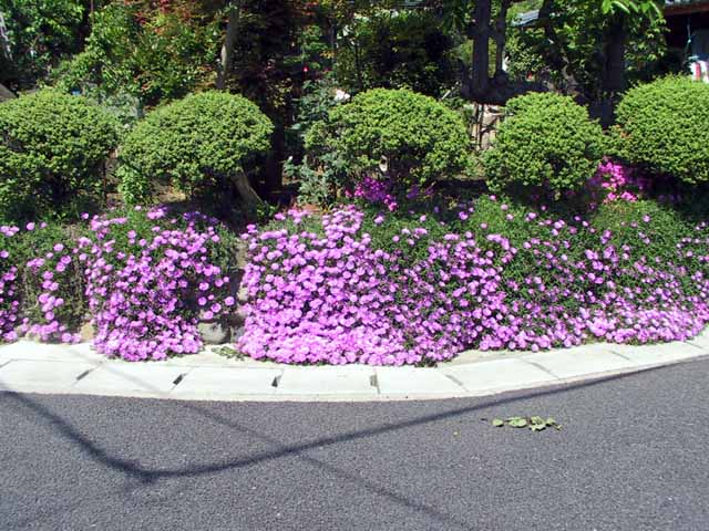 This picture is for quick loading of picture.