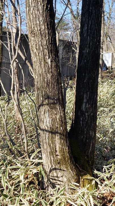 This picture is for quick loading of picture.